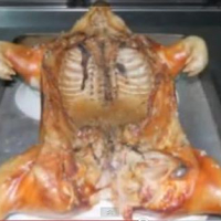 Cochinillo